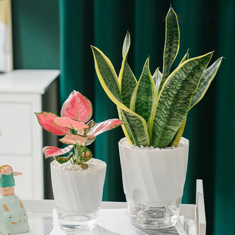 Hydroponic Automatic Water-Absorbing Planter